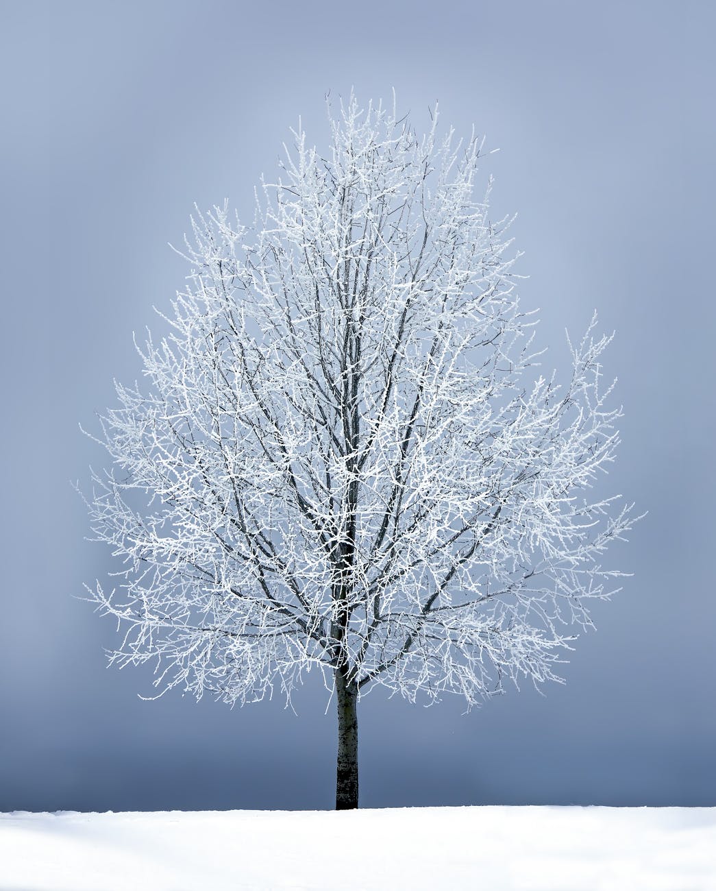 A solitary tree covered in frost stands in a snowy field under a pale gray sky, symbolizing resilience, quiet reflection, and the ongoing search for joy after the pandemic.