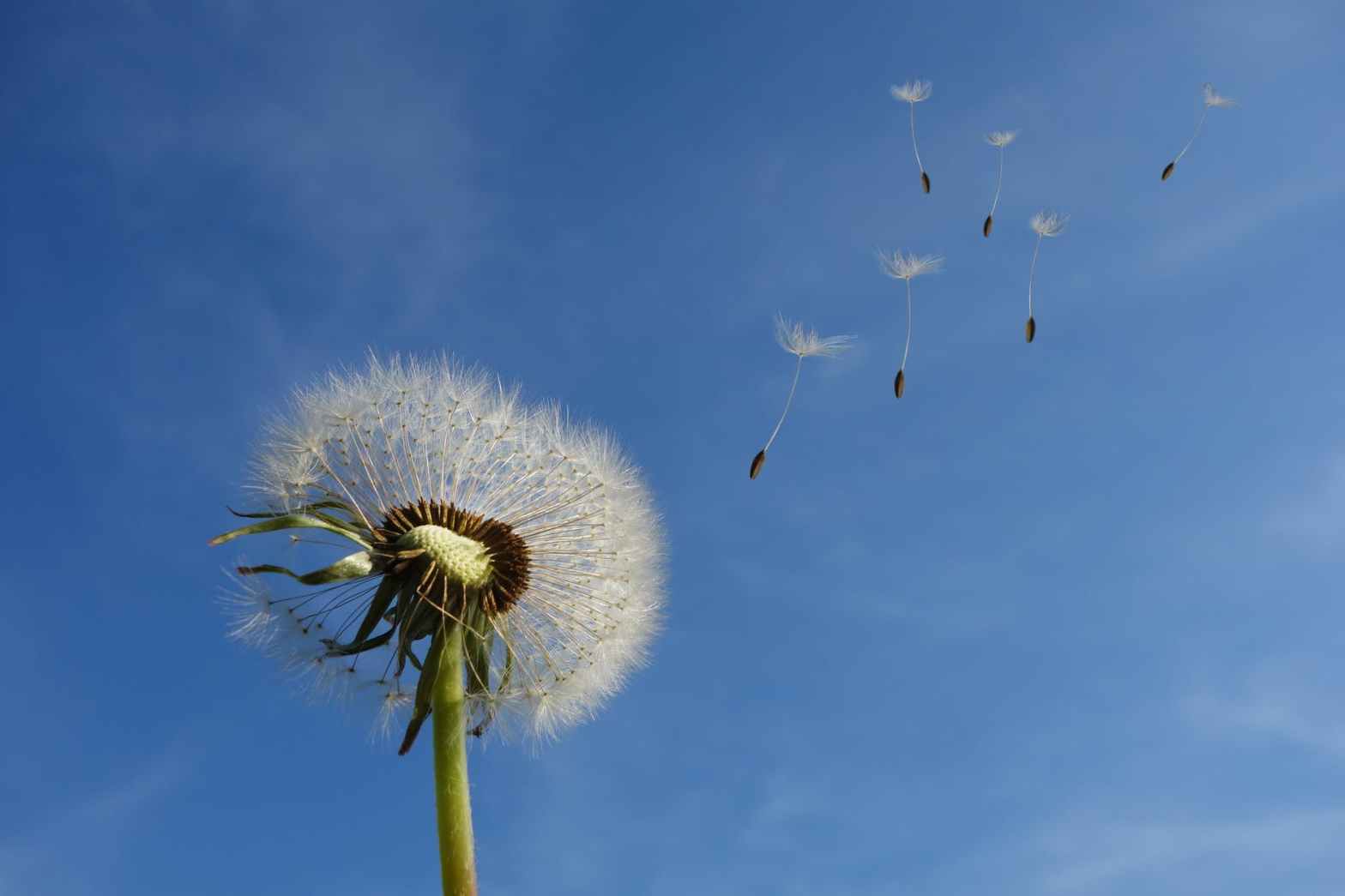 Close-up of a dandelion releasing seeds into a clear blue sky, symbolizing change, transition, and new beginnings—echoing the sentiment of ‘Winds in the East, Mist coming in.’